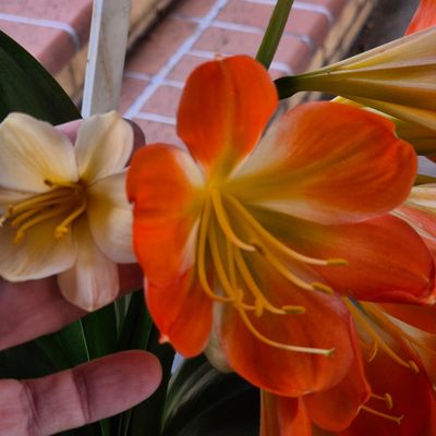Clivia huge orange flower Clivia huge orange flower