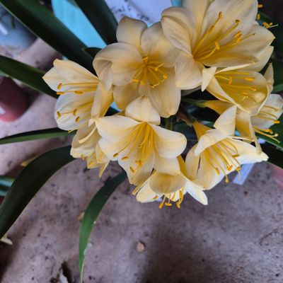 Clivia Appoline cream x self Clivia Appoline cream x self