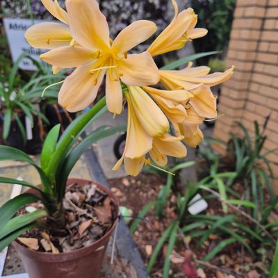 Clivia pastel Clivia pastel