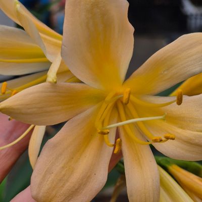 Clivia pastel