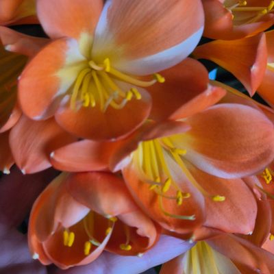 Clivia white night Clivia white night