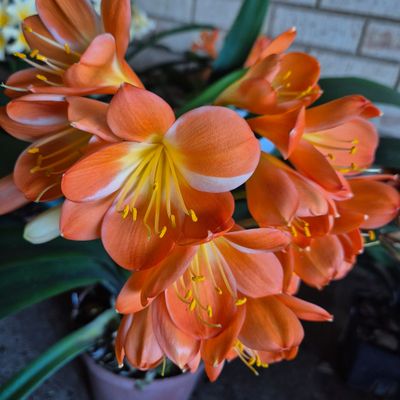 Clivia white night