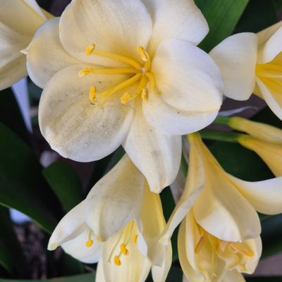 Clivia Aurea yellow Clivia Aurea yellow