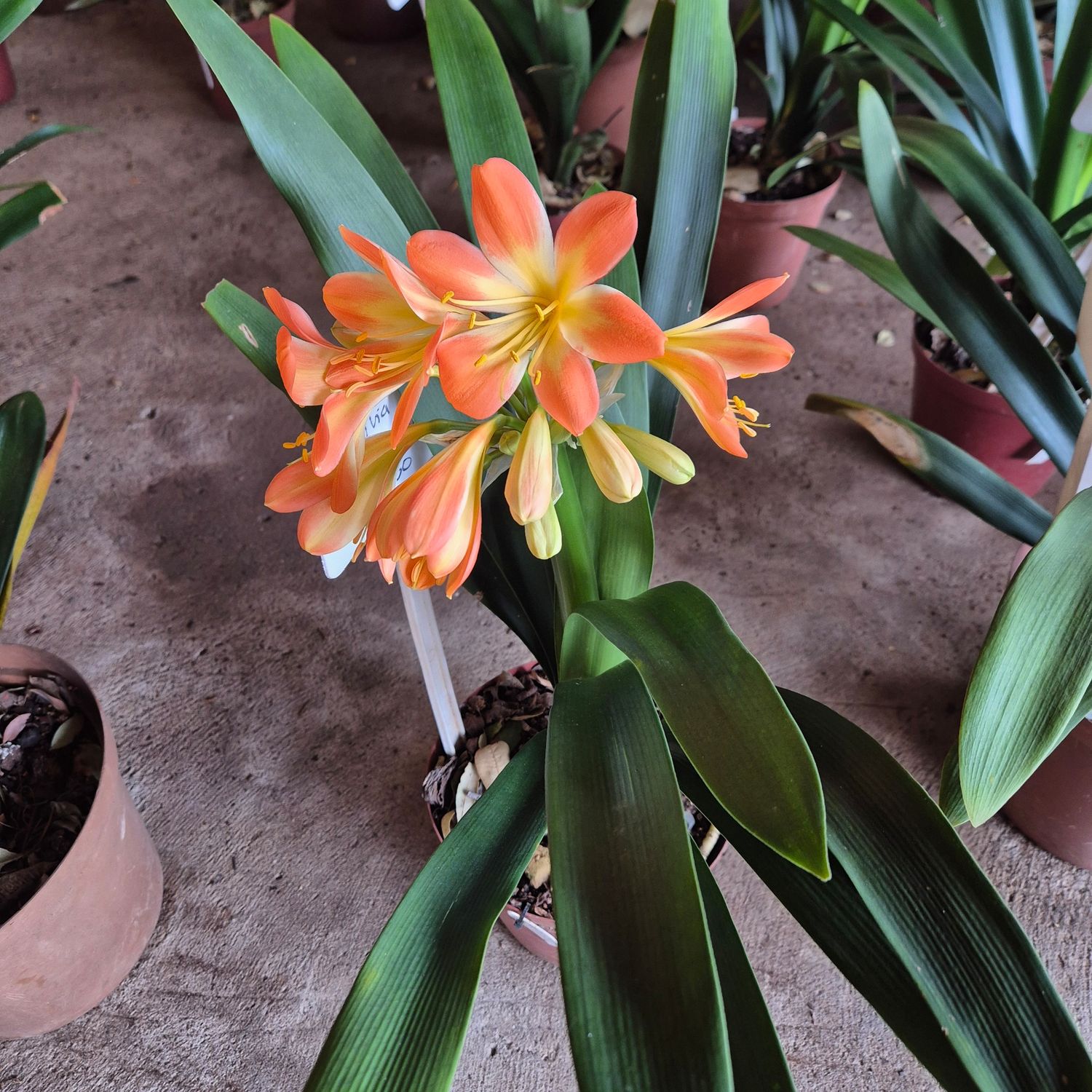 Clivia cherry blossom Clivia cherry blossom