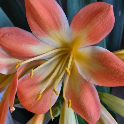 Clivia cherry blossom