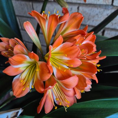 Clivia dark orange with lots of white in center Clivia dark orange with lots of white in center
