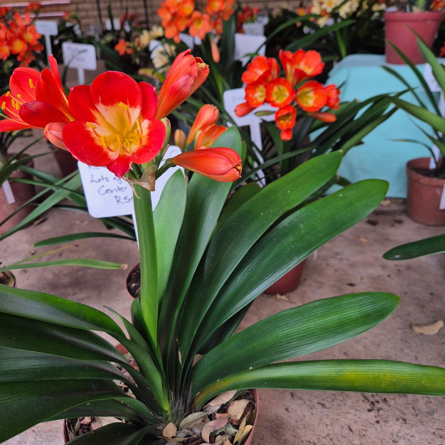 Clivia half half. Half red half white Clivia half half. Half red half white