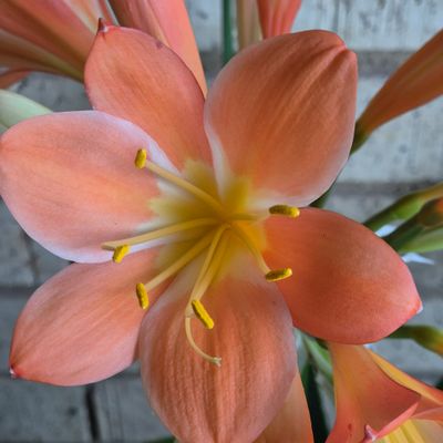 Clivia Pastel with long flower stem Clivia Pastel with long flower stem