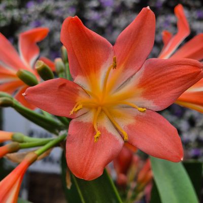 Clivia Bethlehem star Clivia Bethlehem star