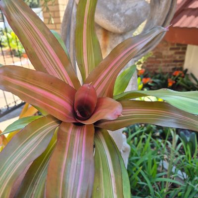 Neoregelia Imperfecta