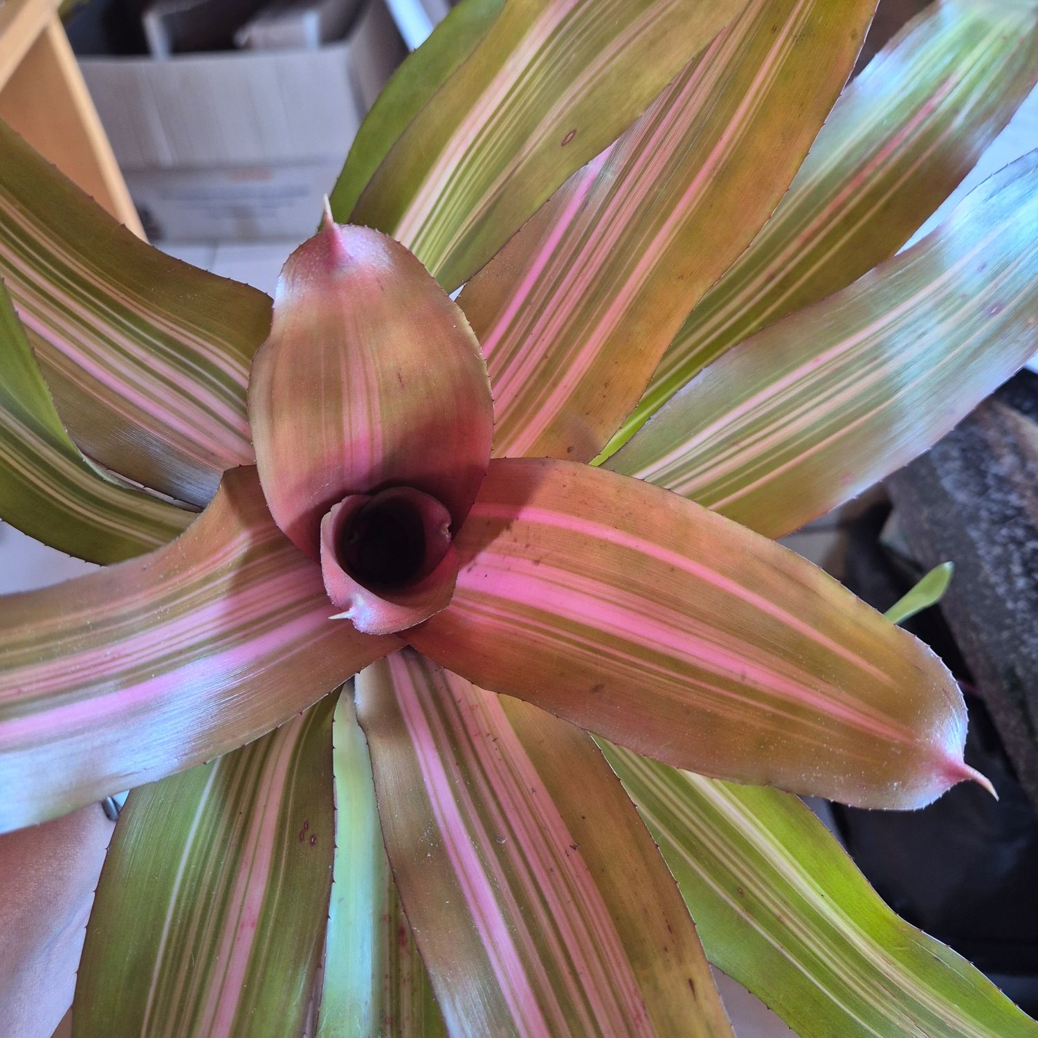 Neoregelia Imperfecta