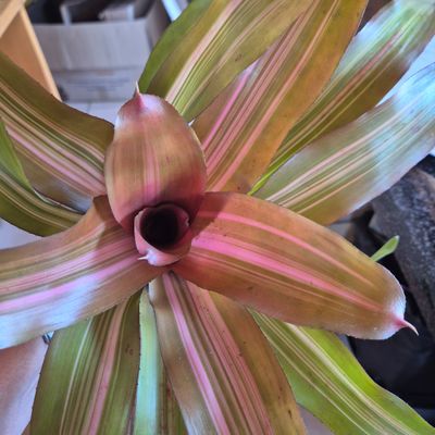 Neoregelia Imperfecta