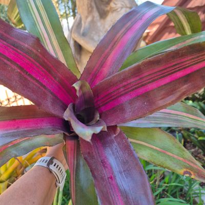 Neoregelia pink on black