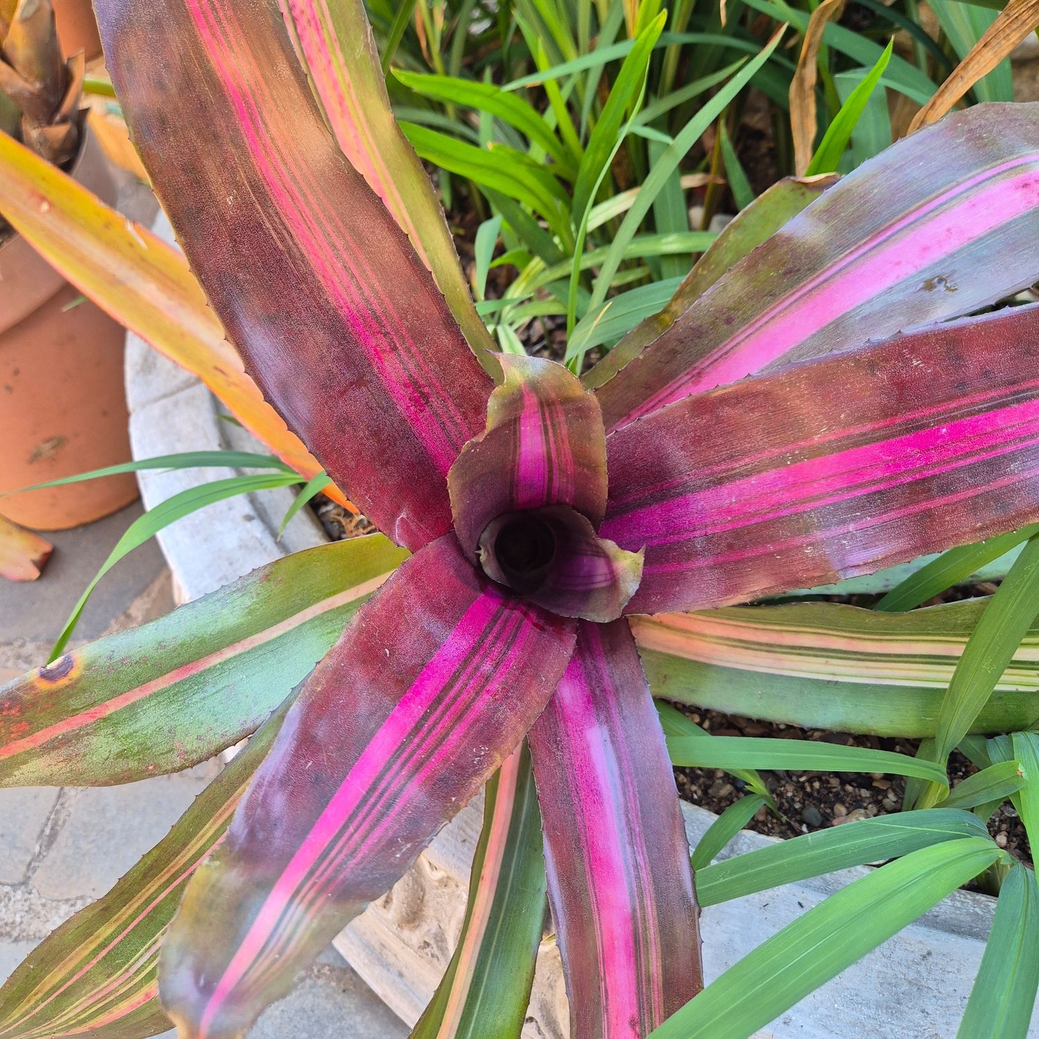 Neoregelia pink on black Neoregelia pink on black