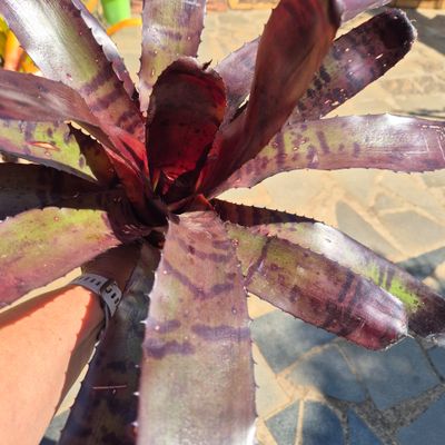 Neoregelia Tawa tiger