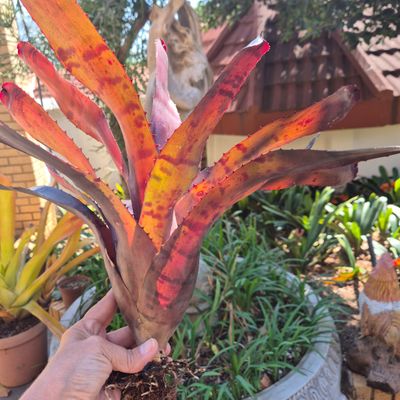 Neoregelia Tawa tiger