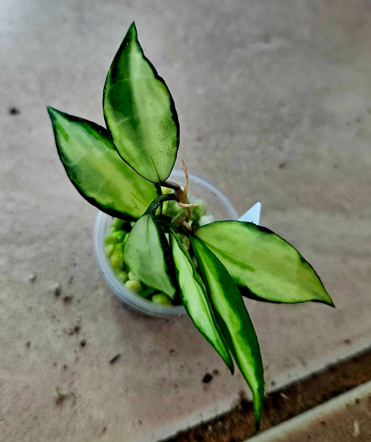 Hoya Lacunosa Souma Variegated Hoya Lacunosa Souma Variegated