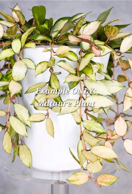 Hoya Lacunosa Souma Variegated