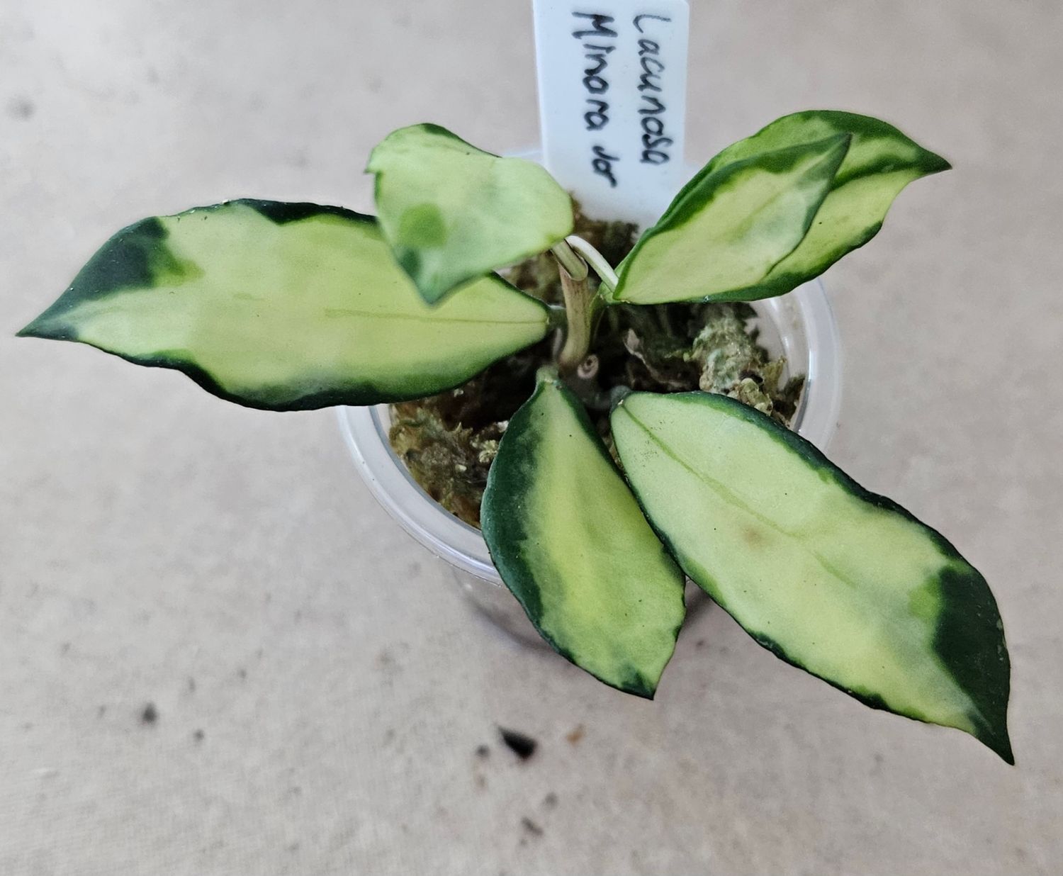 Hoya Lacunosa Minara Variegated Hoya Lacunosa Minara Variegated