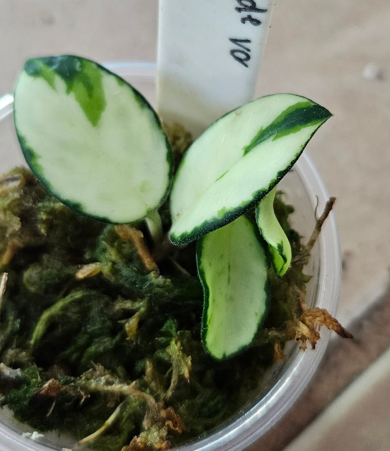 Hoya Mathilde variegated