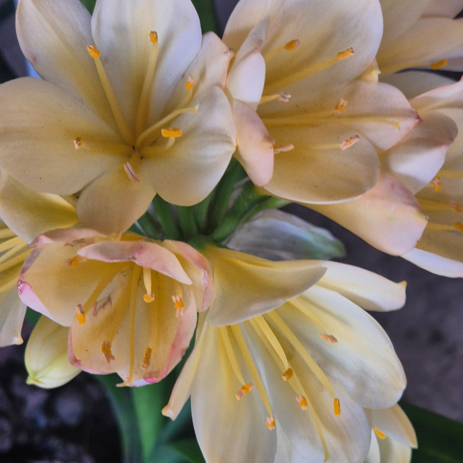 Clivia yellow with a touch of pink Clivia yellow with a touch of pink