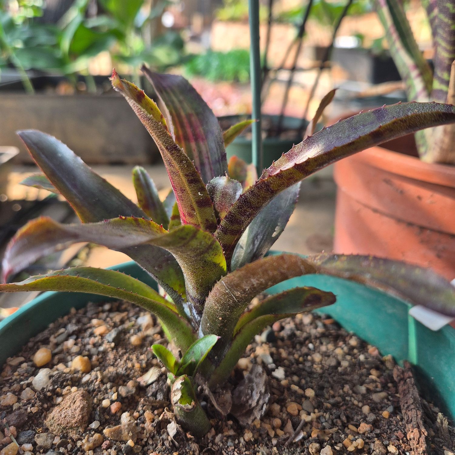 Neoregelia Charlie Brown Neoregelia Charlie Brown