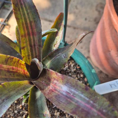 Neoregelia Charlie Brown
