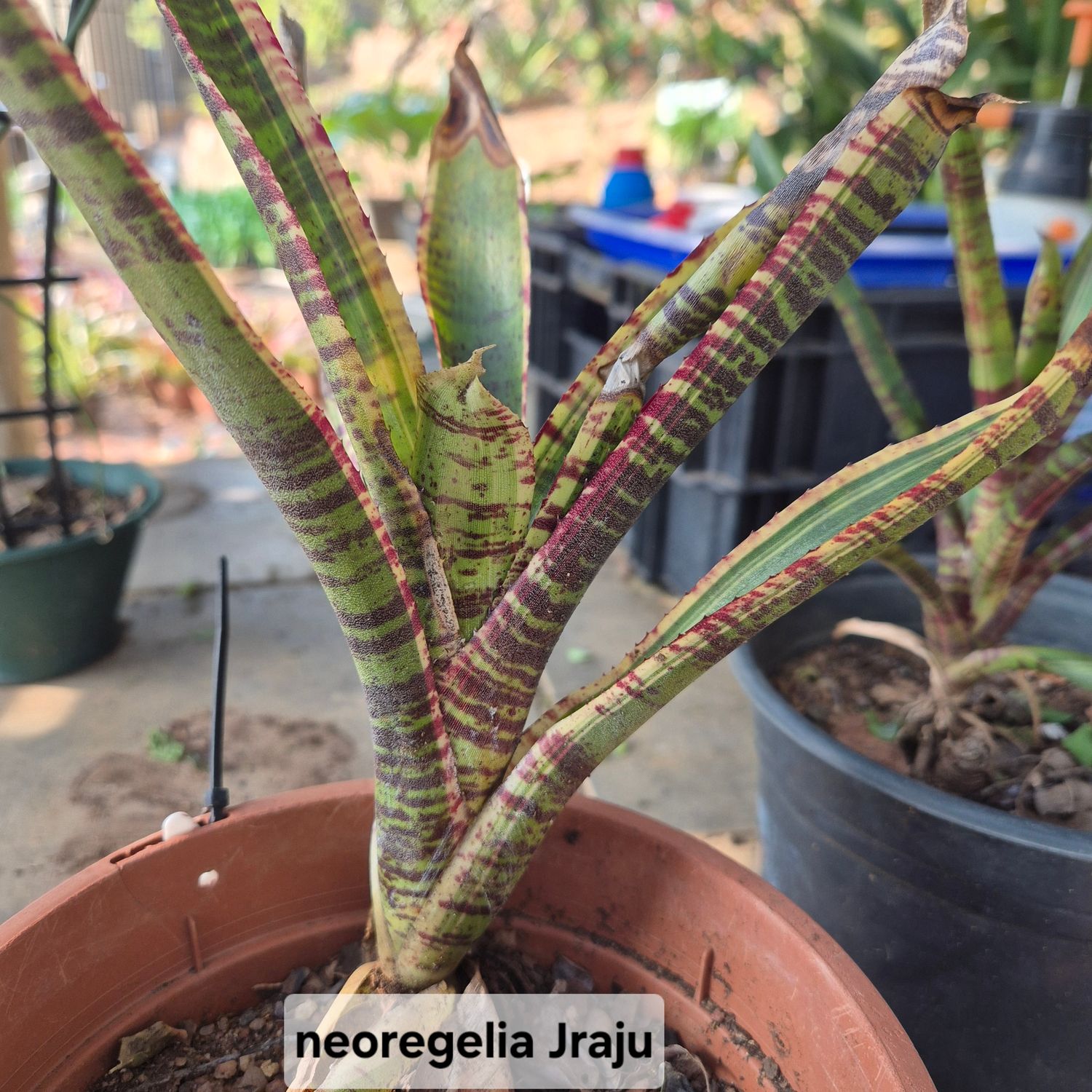 Neoregelia Jraju Neoregelia Jraju