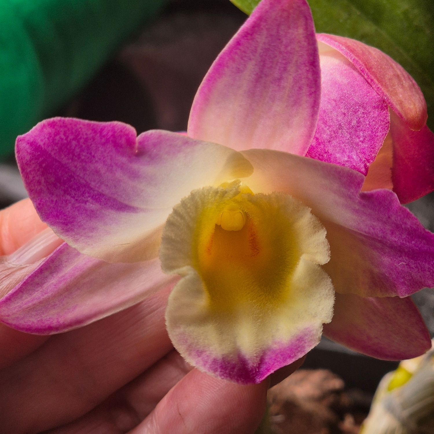 Dendrobium yellow pink tips Dendrobium yellow pink tips