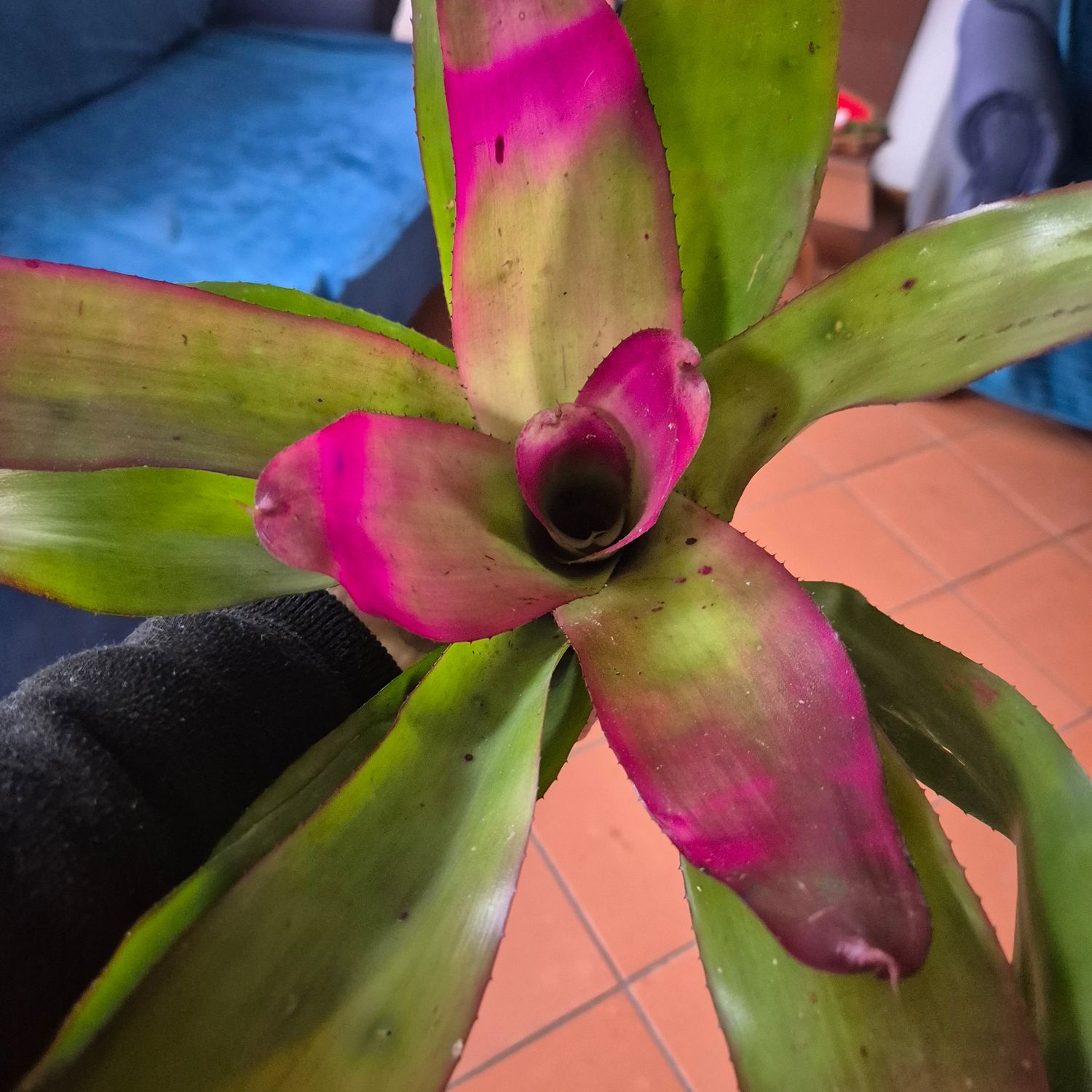 Neoregelia Big pink Neoregelia Big pink