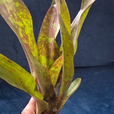 Neoregelia Cause for pause