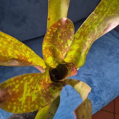 Neoregelia Cause for pause