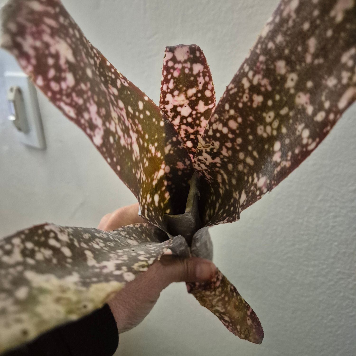 Billbergia Estrella