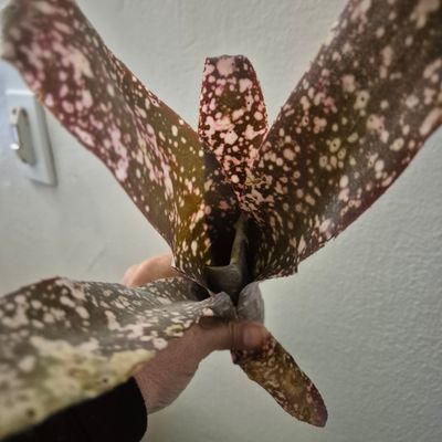Billbergia Estrella