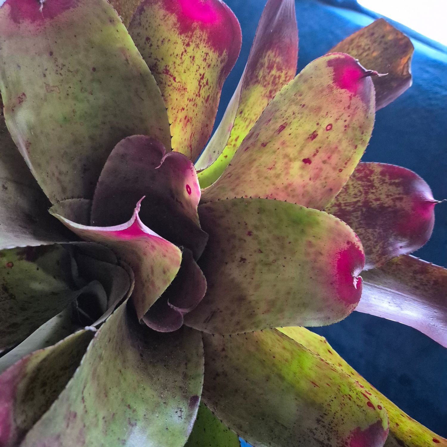 Neoregelia Beauty to behold Neoregelia Beauty to behold