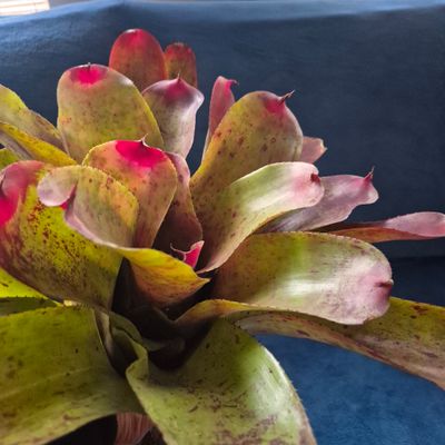 Neoregelia  Beauty to behold