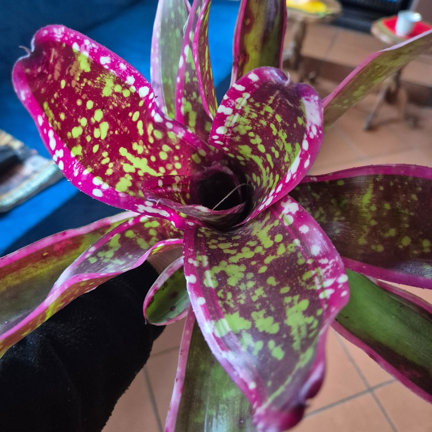 Neoregelia Cumbia