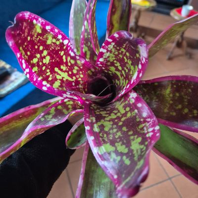 Neoregelia Cumbia