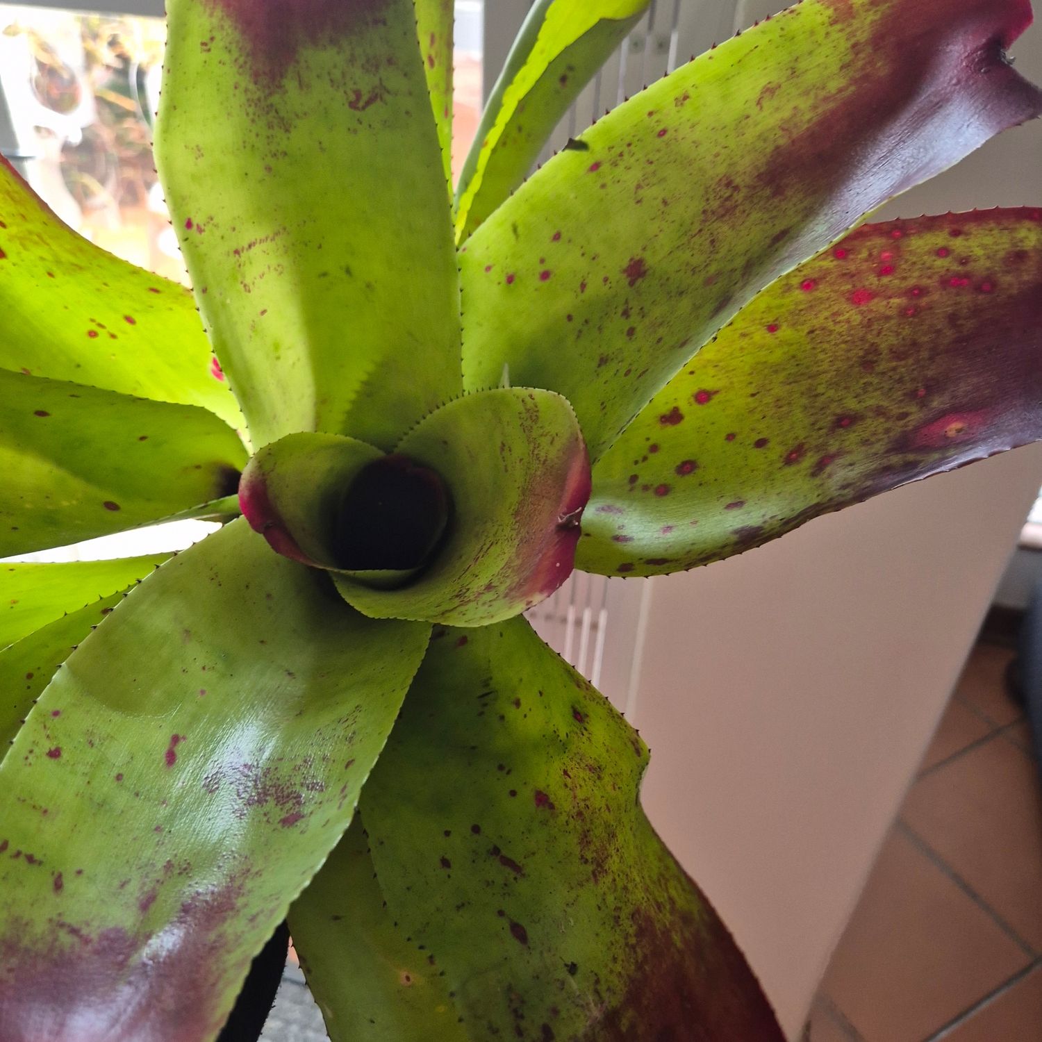 Neoregelia  Red Mc caw