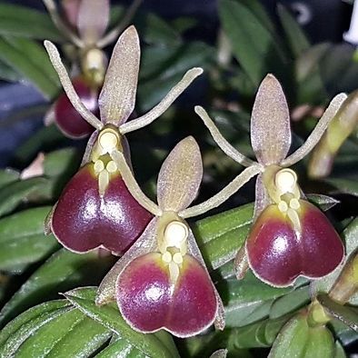 Epidendrium porpax Epidendrium porpax