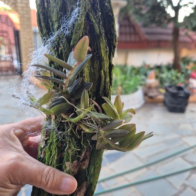 Epidendrium porpax