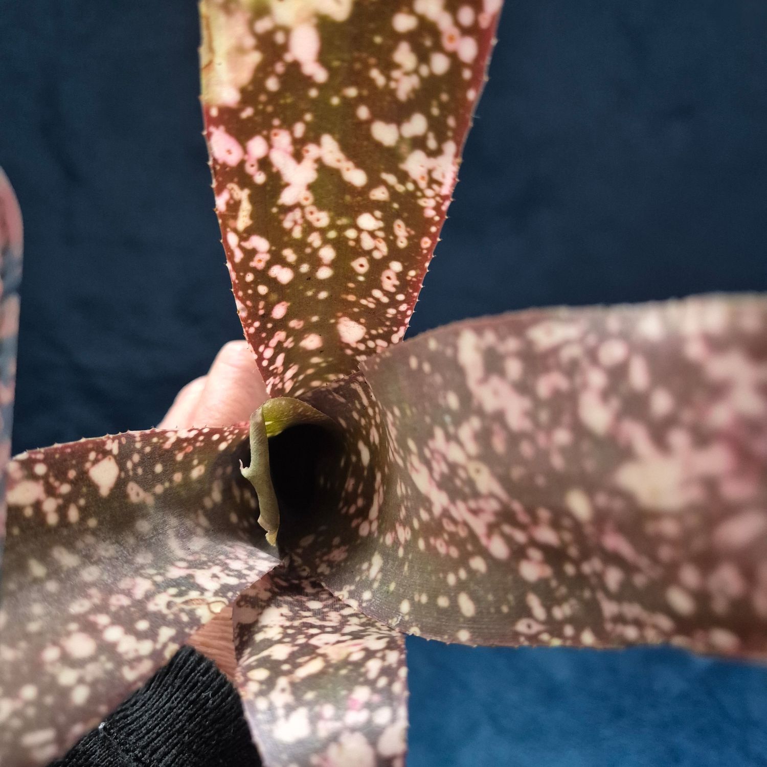 Billbergia Janet Wilson Billbergia Janet Wilson