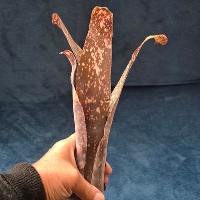 Billbergia  Janet Wilson