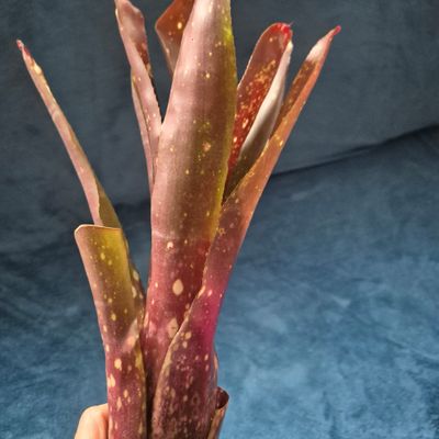Billbergia cherry cordial