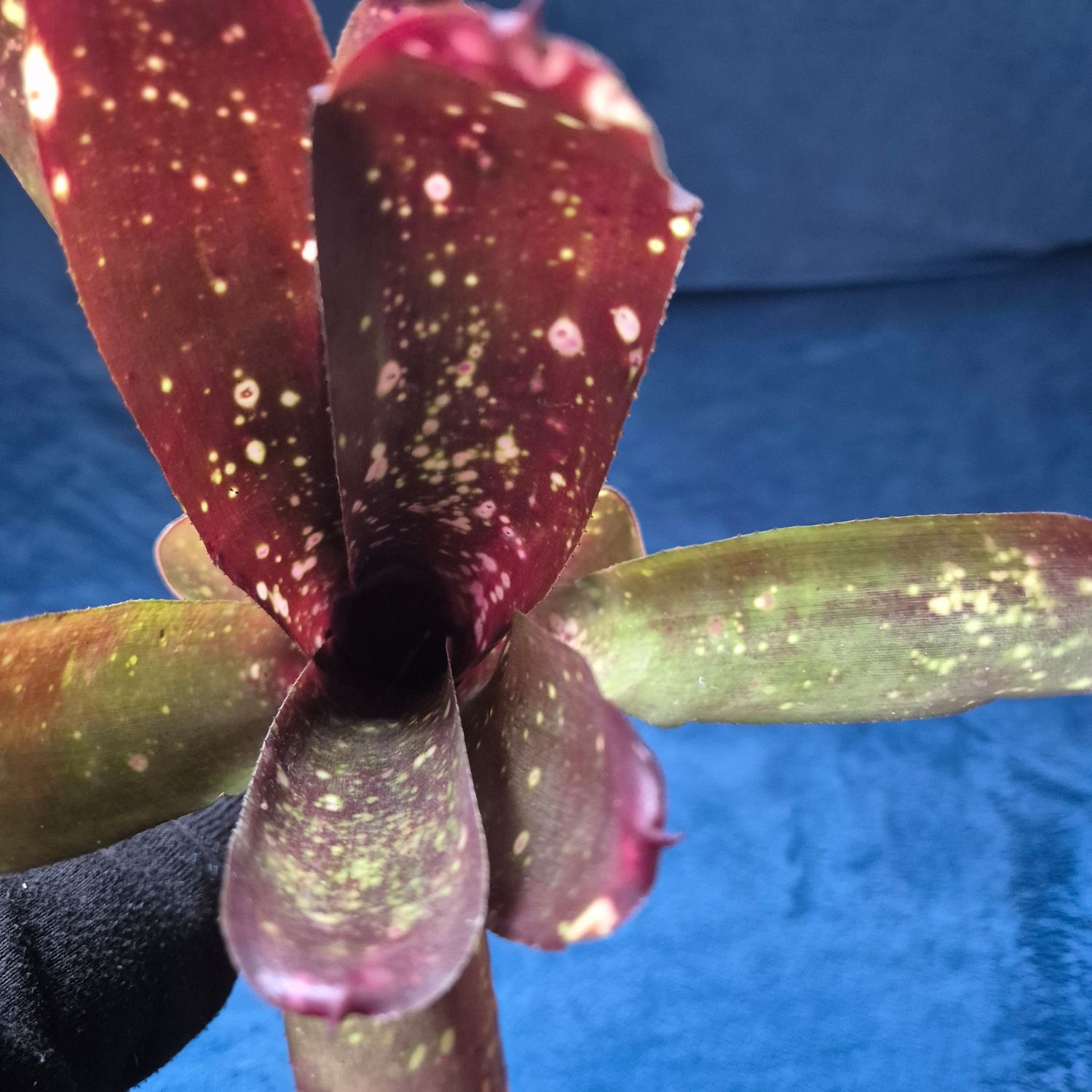 Billbergia cherry cordial Billbergia cherry cordial