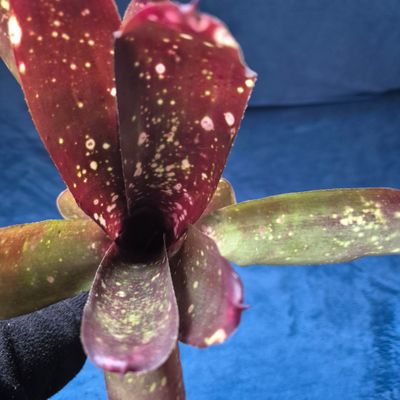Billbergia cherry cordial