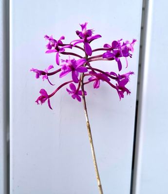 Epidendrium quitensium