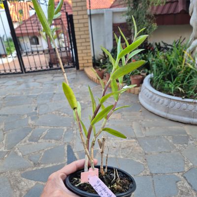 Epidendrium quitensium