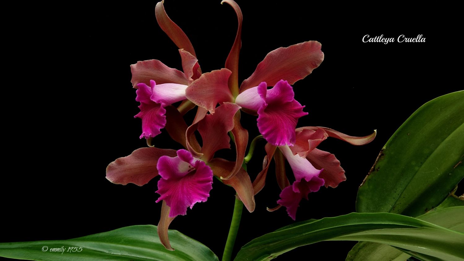 Cattleya cruella Cattleya cruella