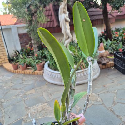 Cattleya cruella